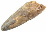 Fossil Spinosaurus Tooth - Feeding Worn Tip #360167-1
